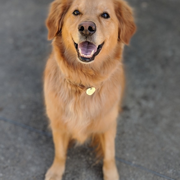 Meet your Posher, Kala - Picture 3 of 7